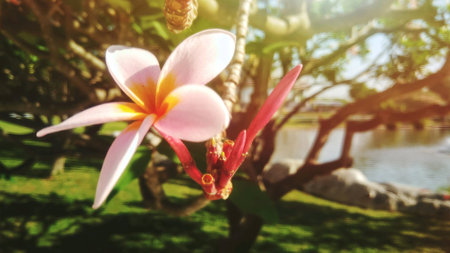 Beautiful pink flower in the garden