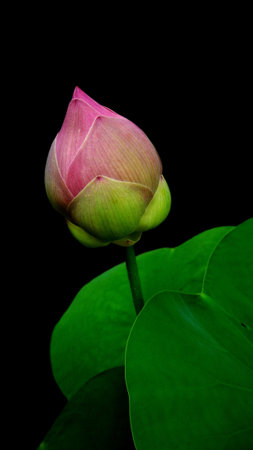 Beautiful pink lotus flower with black backgroundの素材