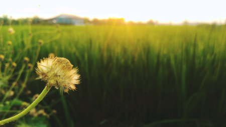 Beautiful green grass fieldの素材