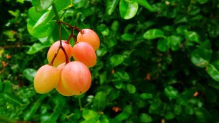 Fresh green leaf with green leafy backgroundの素材