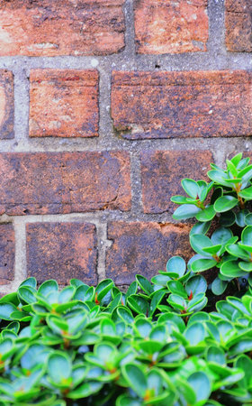 Green leaf with brick wall backgroundの素材