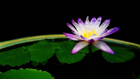 Beautiful purple lotus flower in the gardenの素材