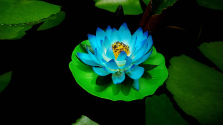 The colorful lotus flower made of colored fabric floating on the waterの素材