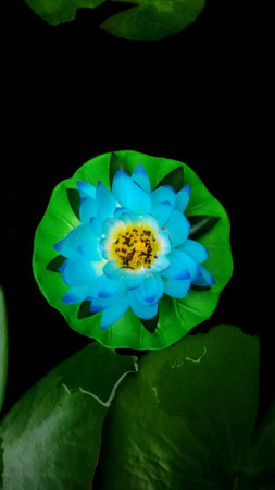The colorful lotus flower made of colored fabric floating on the waterの素材
