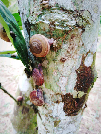 Snail on the tree in rainforestの素材