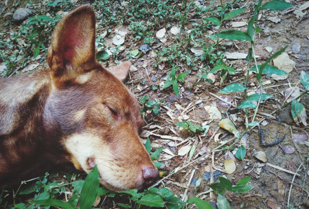 A dog sleeping on a green grassの素材