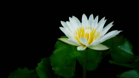 White lotus flower with green leaves and black backgroundの素材