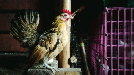 Cute dwarf chicken in the farm