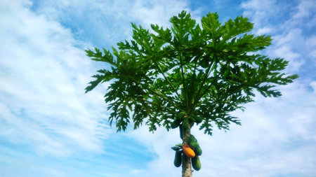 Papaya is ripe on the tree with blue sky backgroundの素材