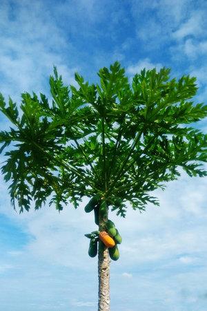 Papaya is ripe on the tree with blue sky backgroundの素材