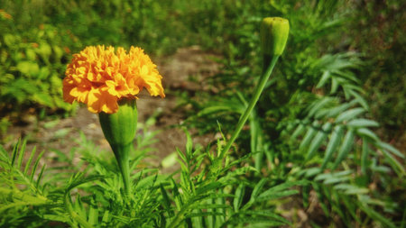 Marigold flowers are blossoming in the gardenの素材
