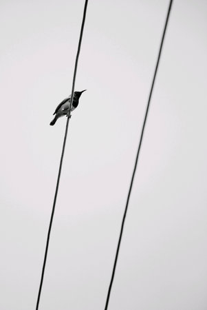A bird on the wires with clear sky backgroundの素材