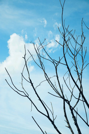 Branch of dead tree with blue sky backgroundの素材