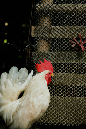 Cute and colorful chicken duck in the farmの素材