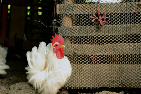 Cute and colorful chicken duck in the farmの素材