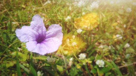 Purple flowers blossoming in the fieldの素材