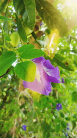 Pea blossoming in the garden
