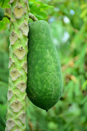 Fresh green papaya fruit on the treeの素材