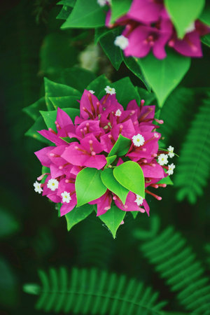 Bougainvillea Flowers blooming in the garden