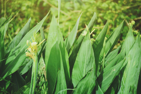 White flower blossom with green leaves in the gardenの素材