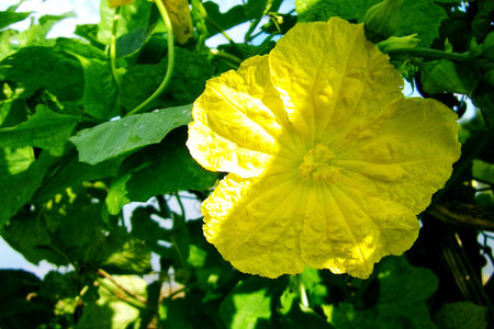 Pumpkin flowers are blooming in vegetable plotsの素材