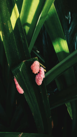 Pink egg shell on green leaves in the garden