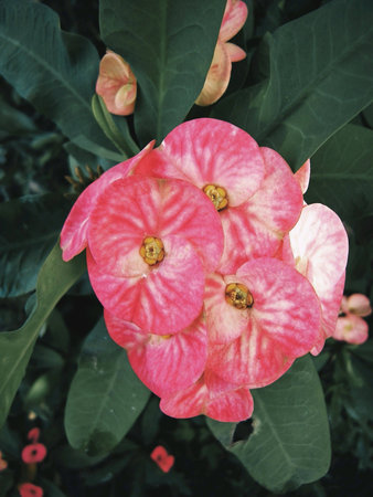Poi sian flower blossoming in the backyard