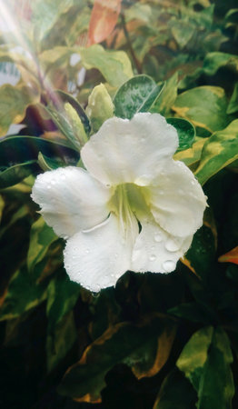 White flower blossoming in the backyardの素材