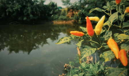 Fresh red and yellow chili edge canalの素材