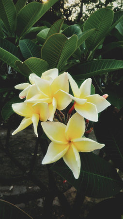 Beautiful yellow flower blossom in the garden