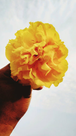 Beautiful yellow flower on hand with clear sky background