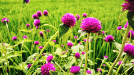 Pink flowers blossoming with green rice field backgroundの素材