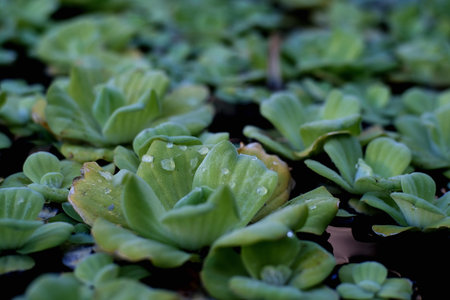 The goldfish came to breathe in the pondの写真素材