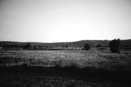 Rice fields with mountain background on black and whiteの写真素材