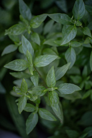 Fresh basil leaves behind the houseの写真素材