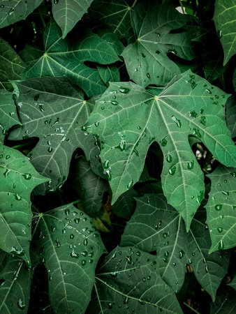 Pattern and texture of green leaves background in the garden
