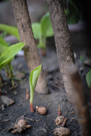 Green sprouts are growing out of the soil