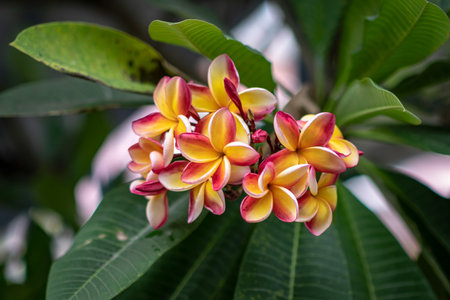 Yellow and red frangipani flowers are blooming in the rainy seasonの写真素材