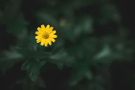 Beautiful yellow flower blooming in the gardenの写真素材