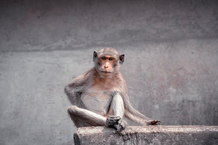 The monkey sits alone on a concrete bridgeの写真素材