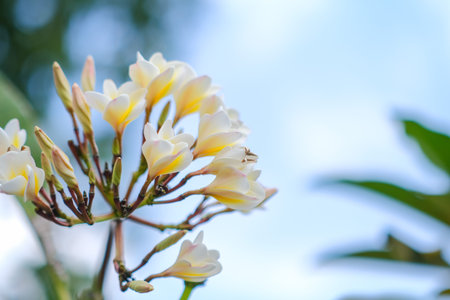 The beauty of white frangipani flowers blooming in the gardenの写真素材