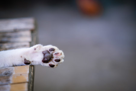 White and orange cat looking to camera  in cage