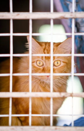 White and orange cat looking to camera  in cageの写真素材