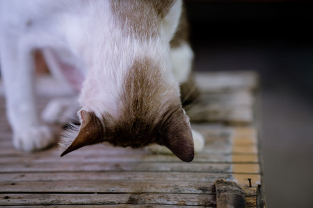 White and orange cat looking to camera  in cage