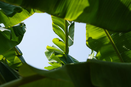 green banana leaves with blue sky as backgroundの写真素材
