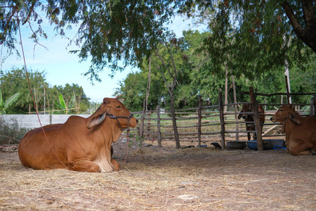 Red cow that was raised on the farmの写真素材