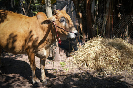 Red cow that was raised on the farmの写真素材