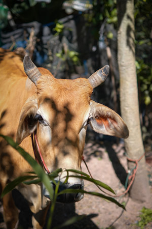 Red cow that was raised on the farmの写真素材