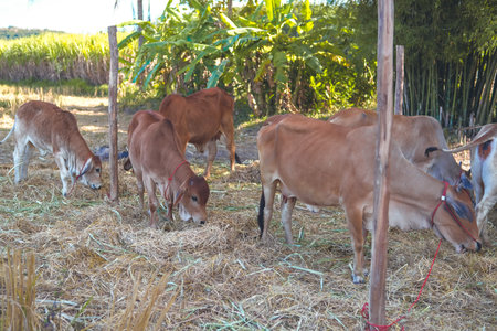 Red cow that was raised on the farmの写真素材