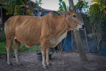 Red cow that was raised on the farmの写真素材